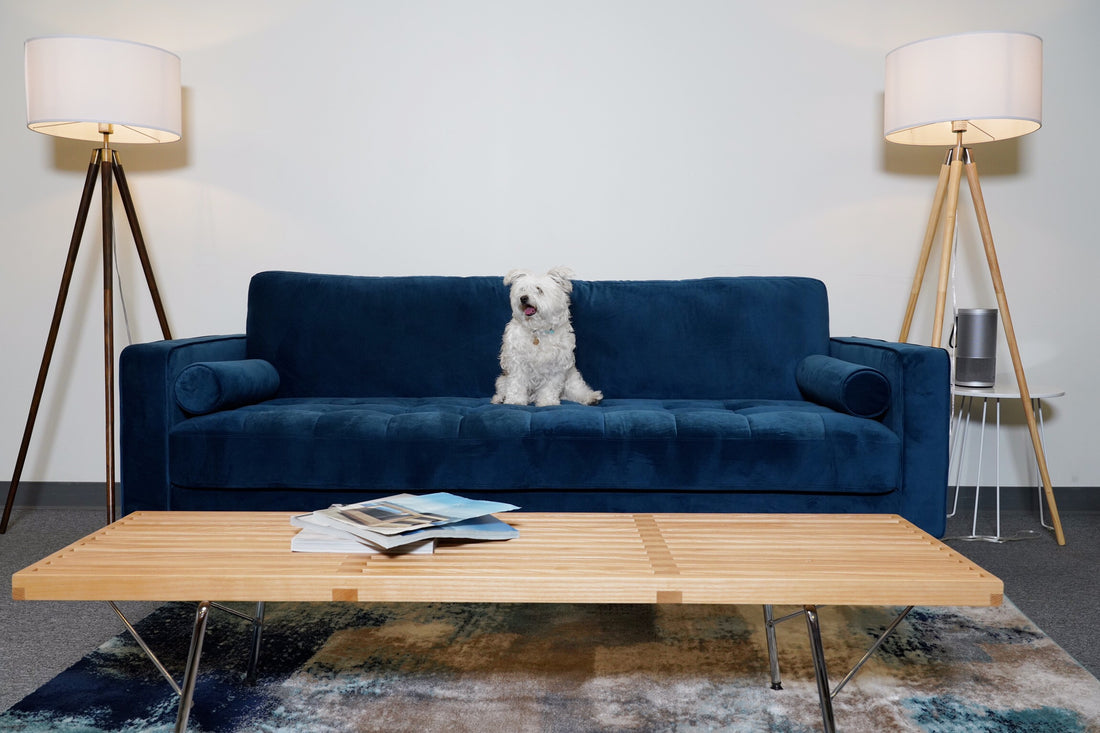 how to reduce pet hair in your home