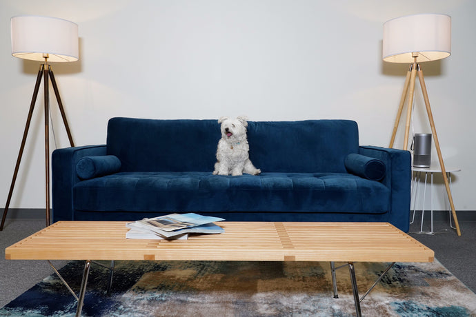 How to Reduce Pet Hair In Your Home